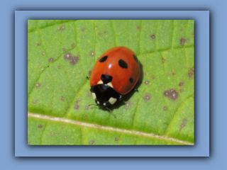 7-spotted Ladybird. Hetton Park. 15th August 2023_Prv.jpg